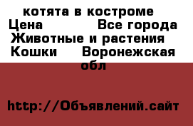 котята в костроме › Цена ­ 2 000 - Все города Животные и растения » Кошки   . Воронежская обл.